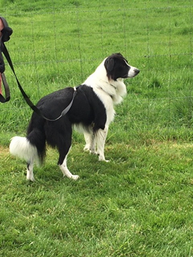 Border Collie pedigree database