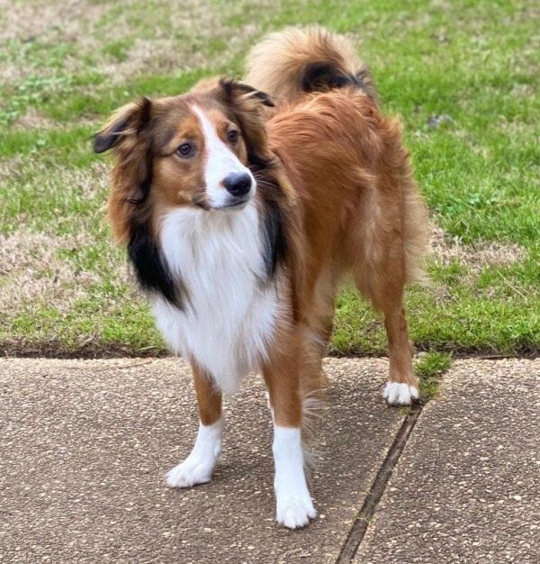 Border Collie pedigree database