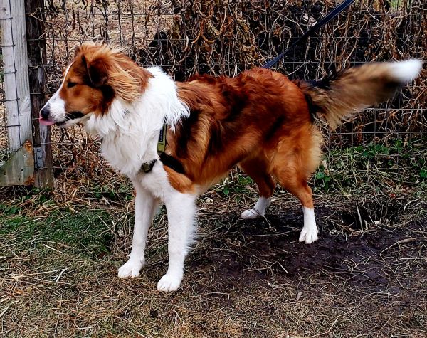 Border Collie pedigree database